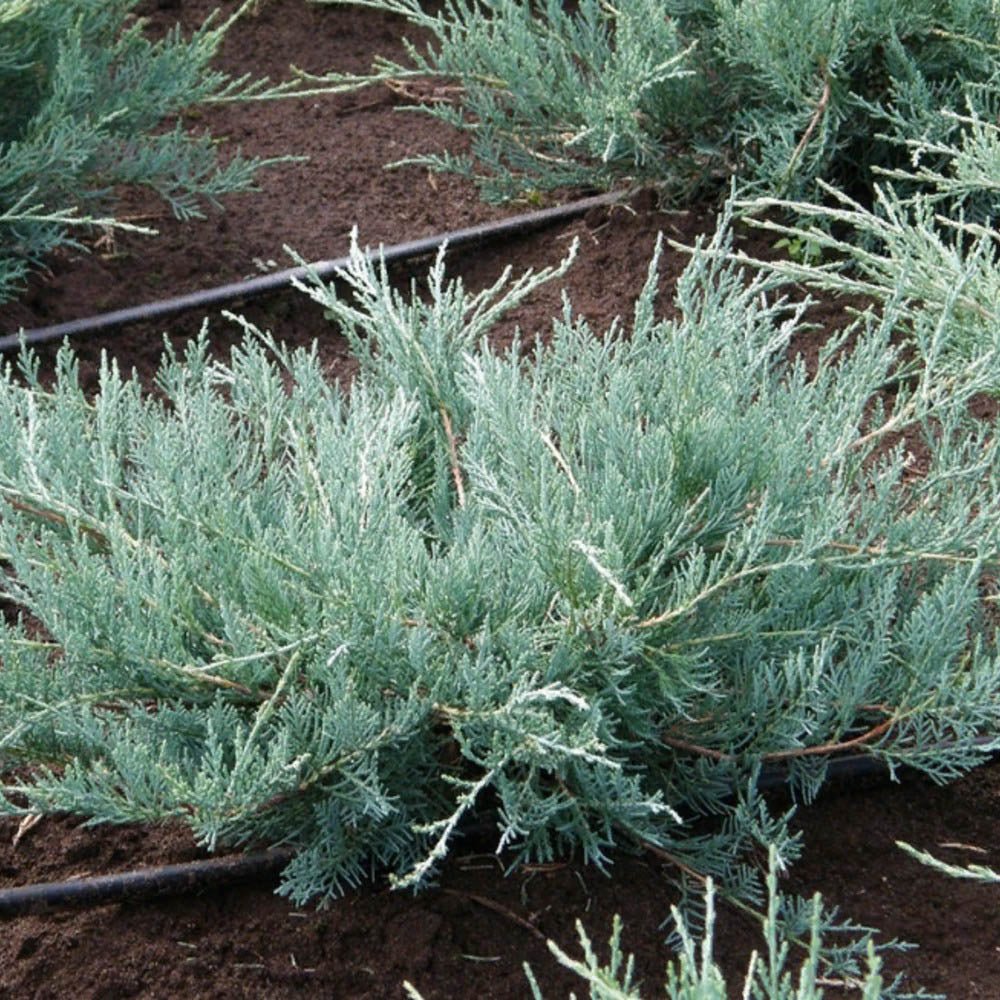 Ienupar de Virginia tarator argintiu-verzui Grey Owl