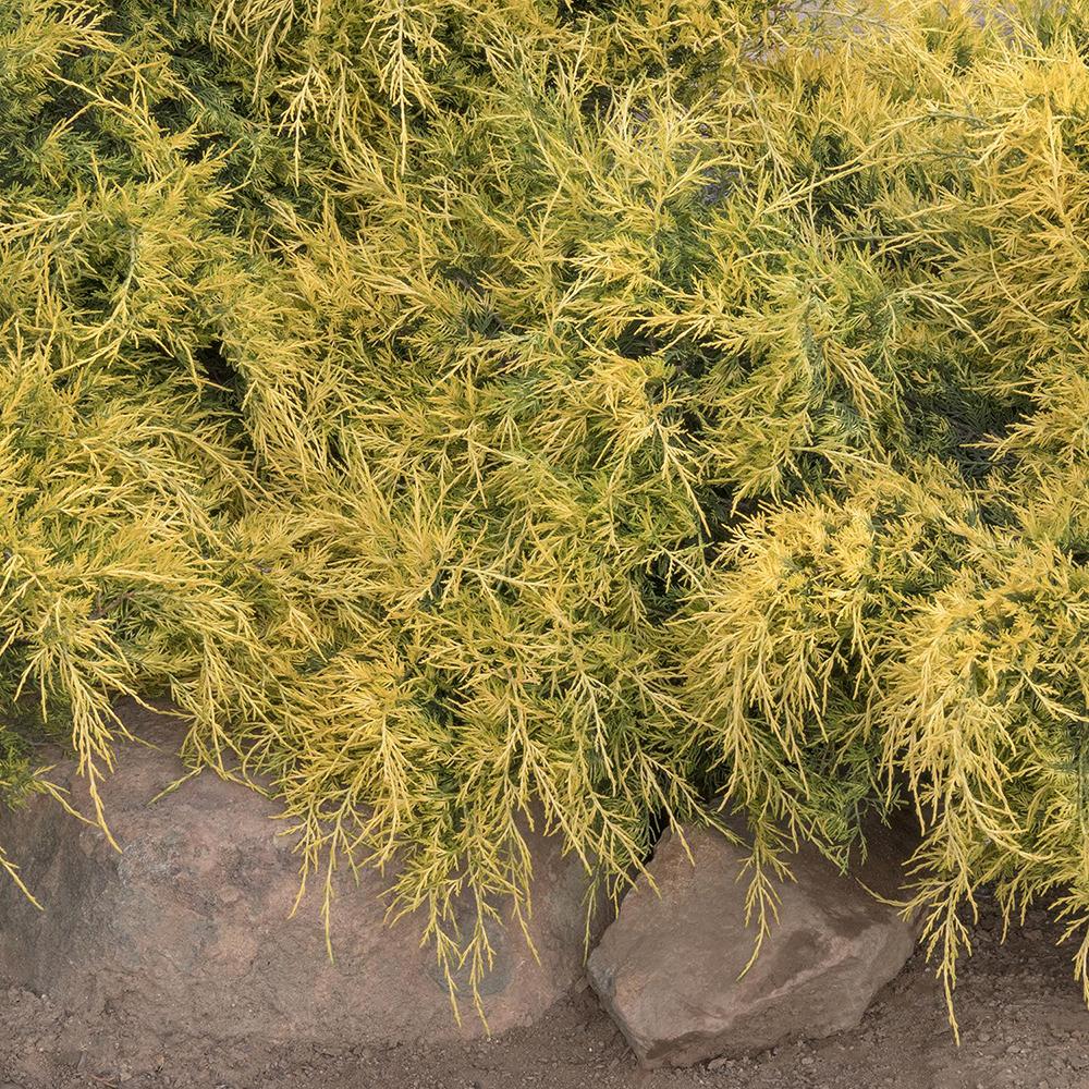 Ienupar Pfitzeriana galben Aurea