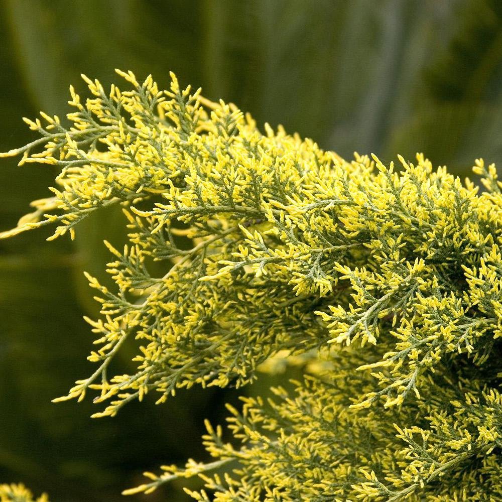 Ienupar Pfitzeriana galben Aurea