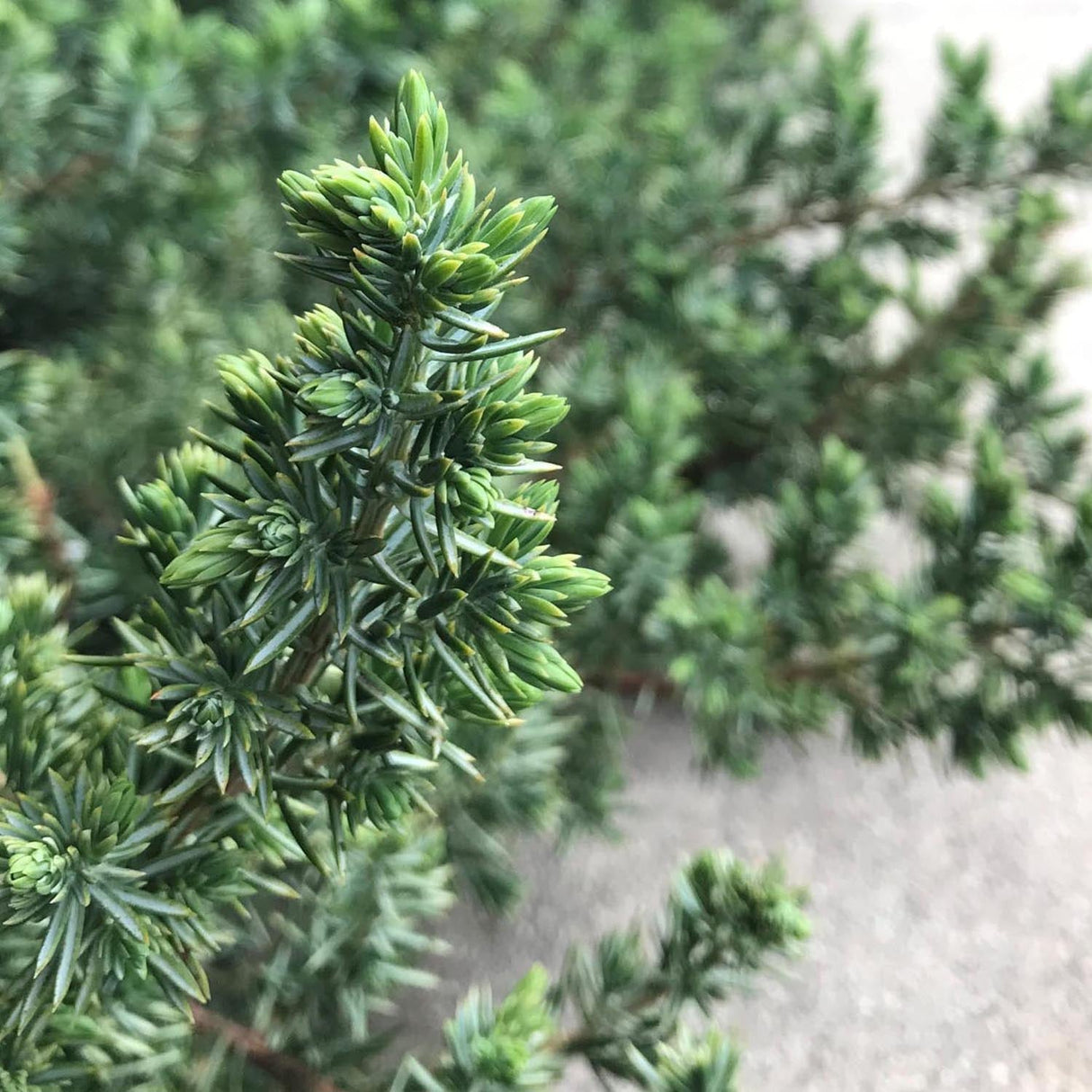 Ienupar tarator albastru-inchis Blue Pacific