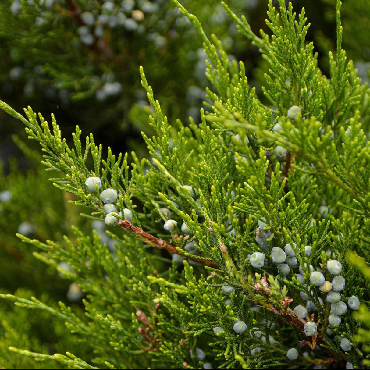 Ienupar tarator verde Mint Julep