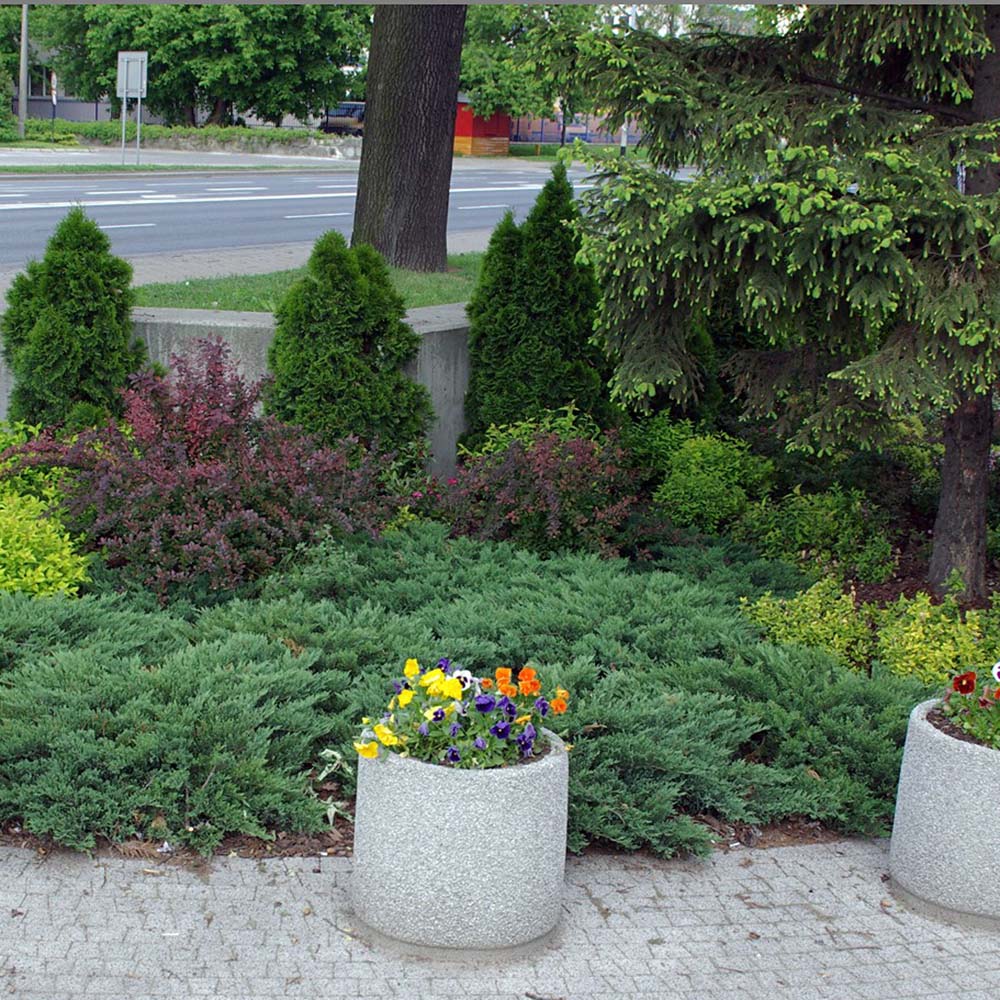 Ienupar tarator Albastru Blue Chip