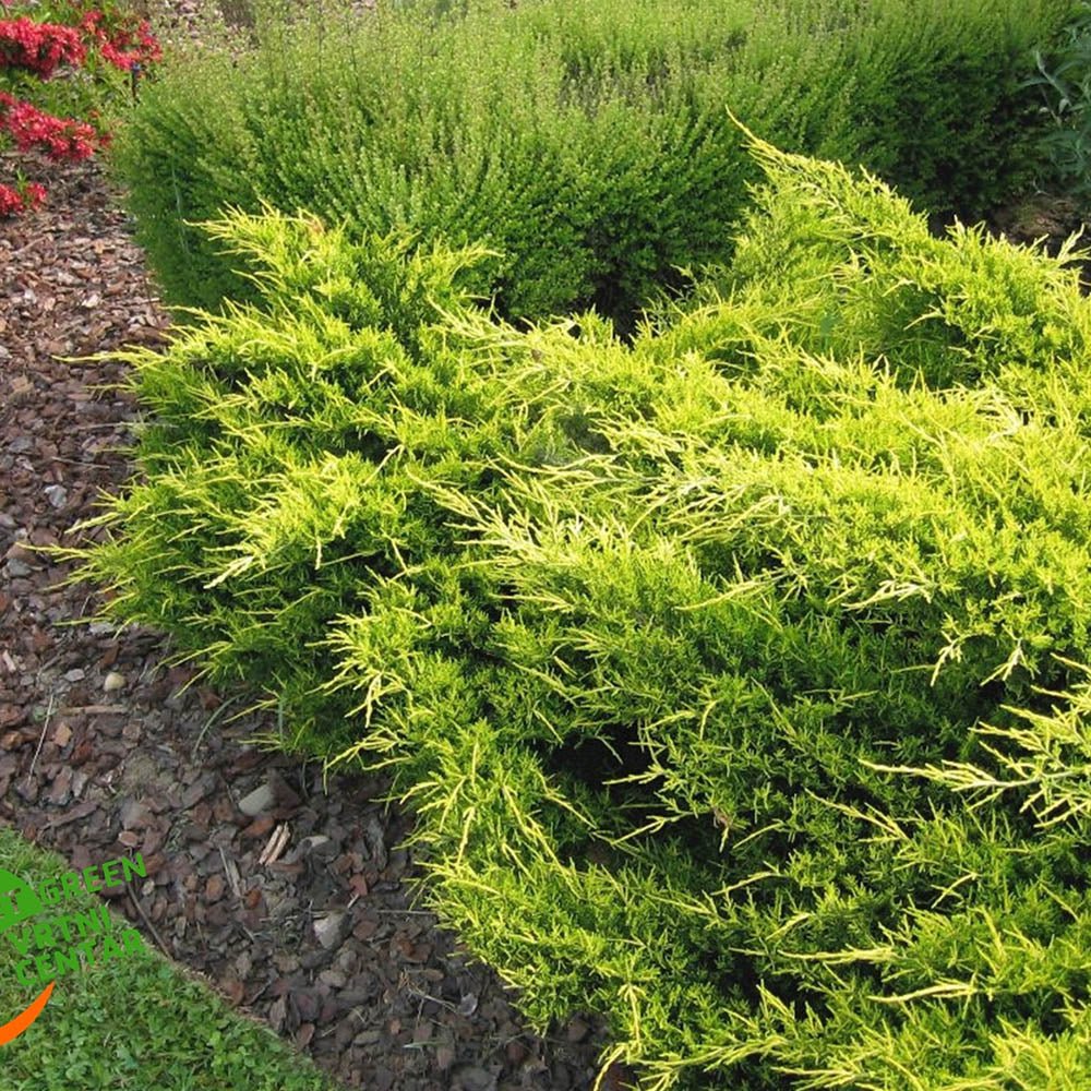 Ienupar tarator galben Gold Star