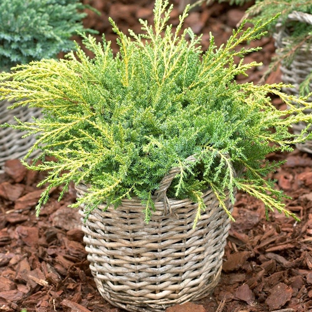 Ienupar tarator galben Gold Star