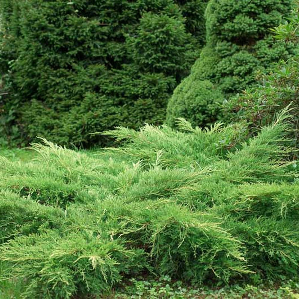 Ienupar tarator verde Green Carpet - VERDENA-25-40 cm inaltime, livrat in ghiveci de 3 l