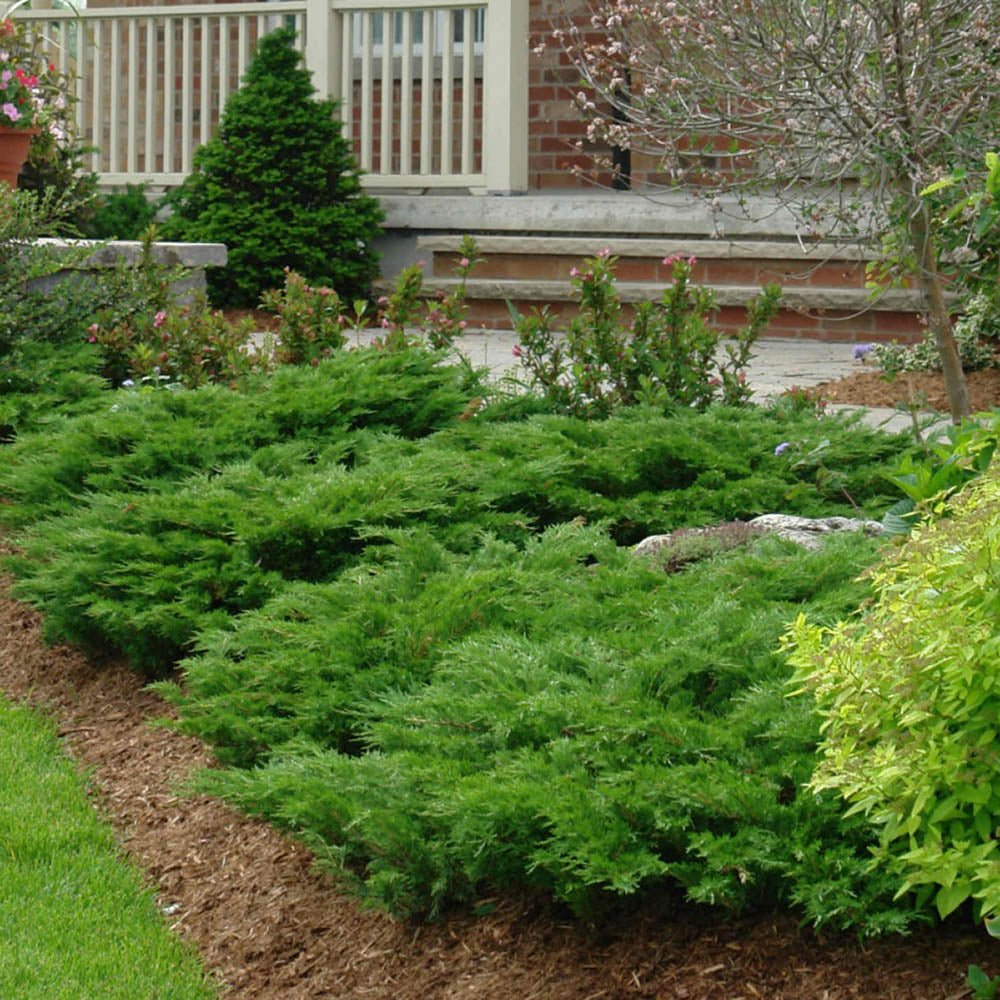 Ienupar tarator verde Green Carpet