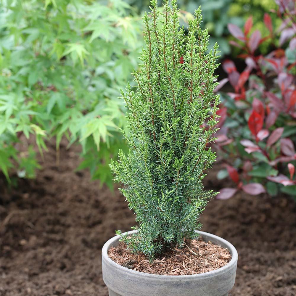 Ienupar columnar verde Arnold