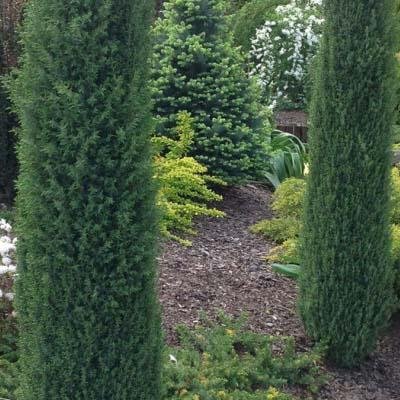 Ienupar columnar verde Arnold