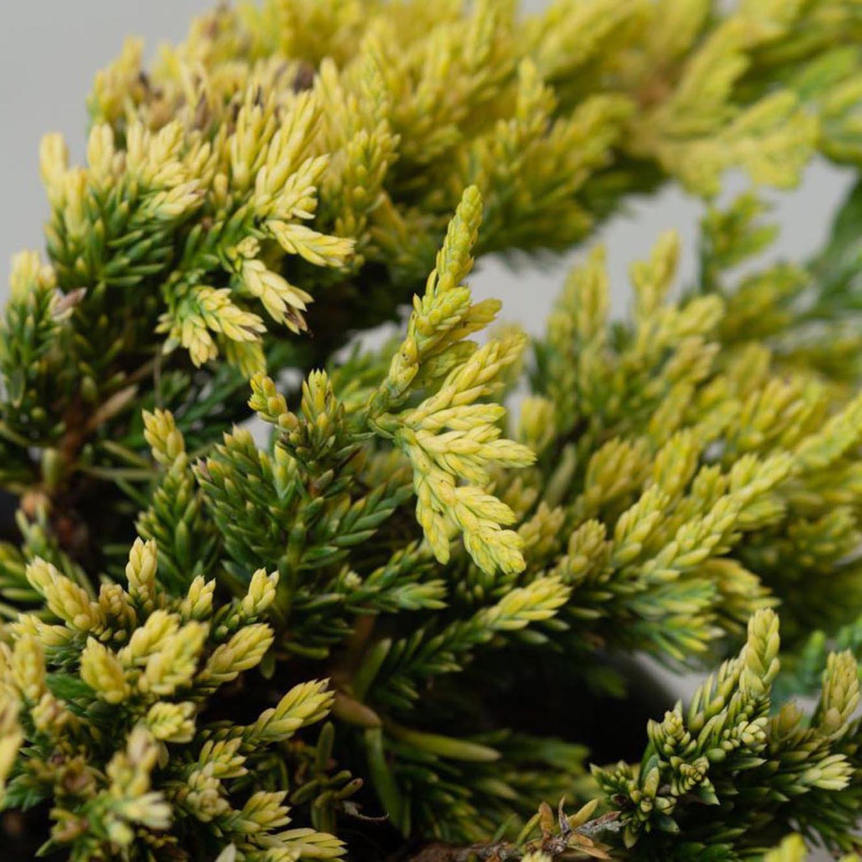 Ienupar Tarator galben Lemon Carpet