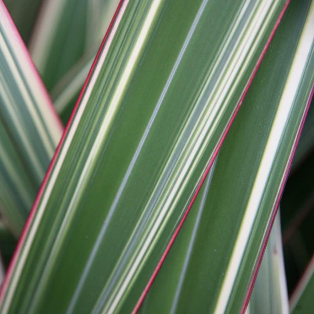 Phormium Tricolor