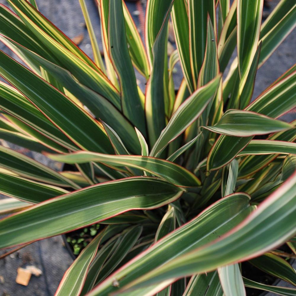 Phormium Tricolor