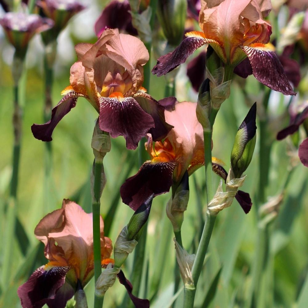 Iris Germanica (Stanjenel) Cimarron Strip, cu flori burgundiu-somon