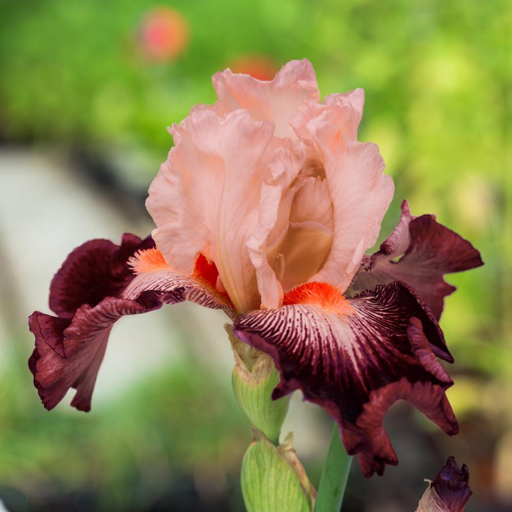 Iris Germanica (Stanjenel) Cimarron Strip, cu flori burgundiu-somon