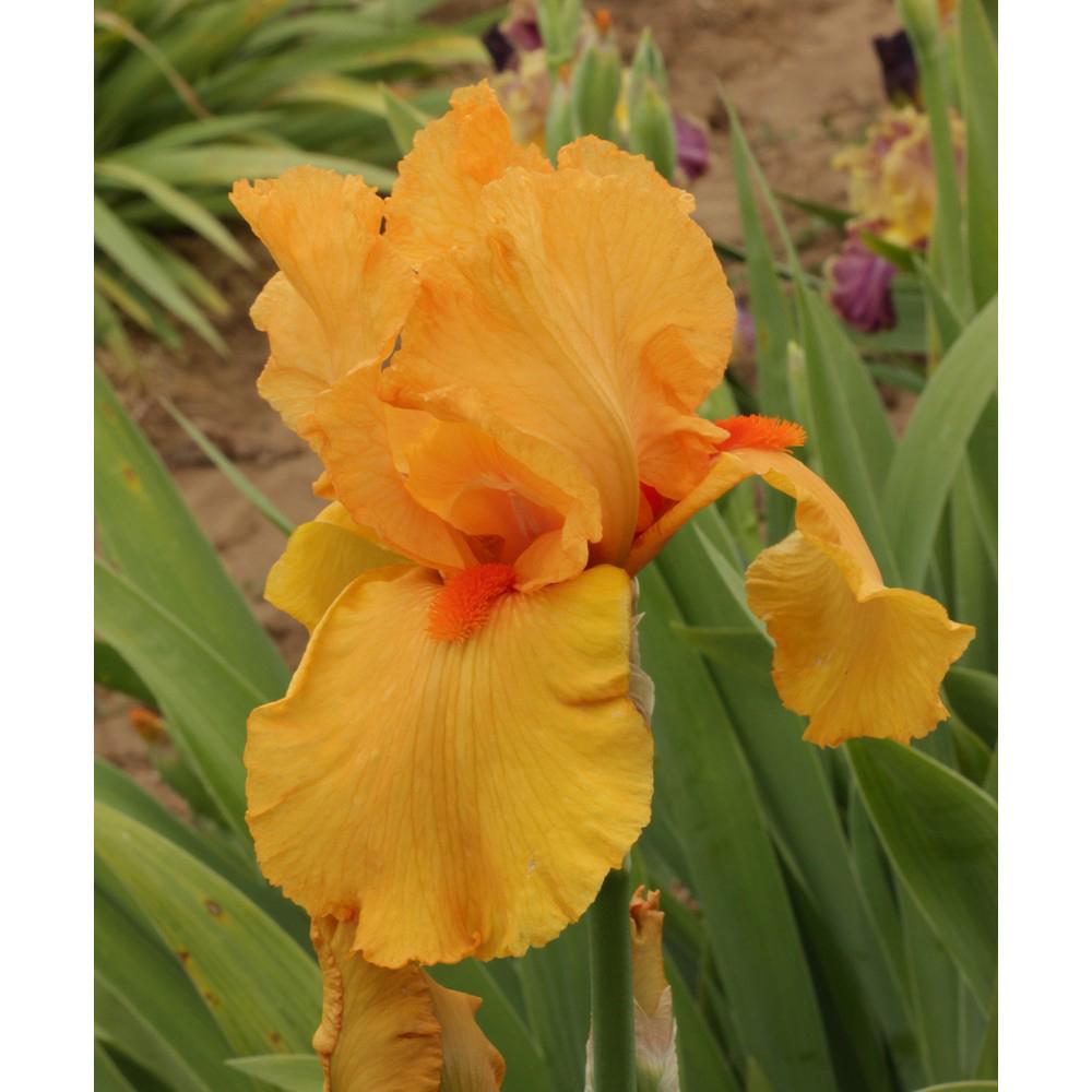 Iris Germanica (Stanjenel) Feu Du Ciel