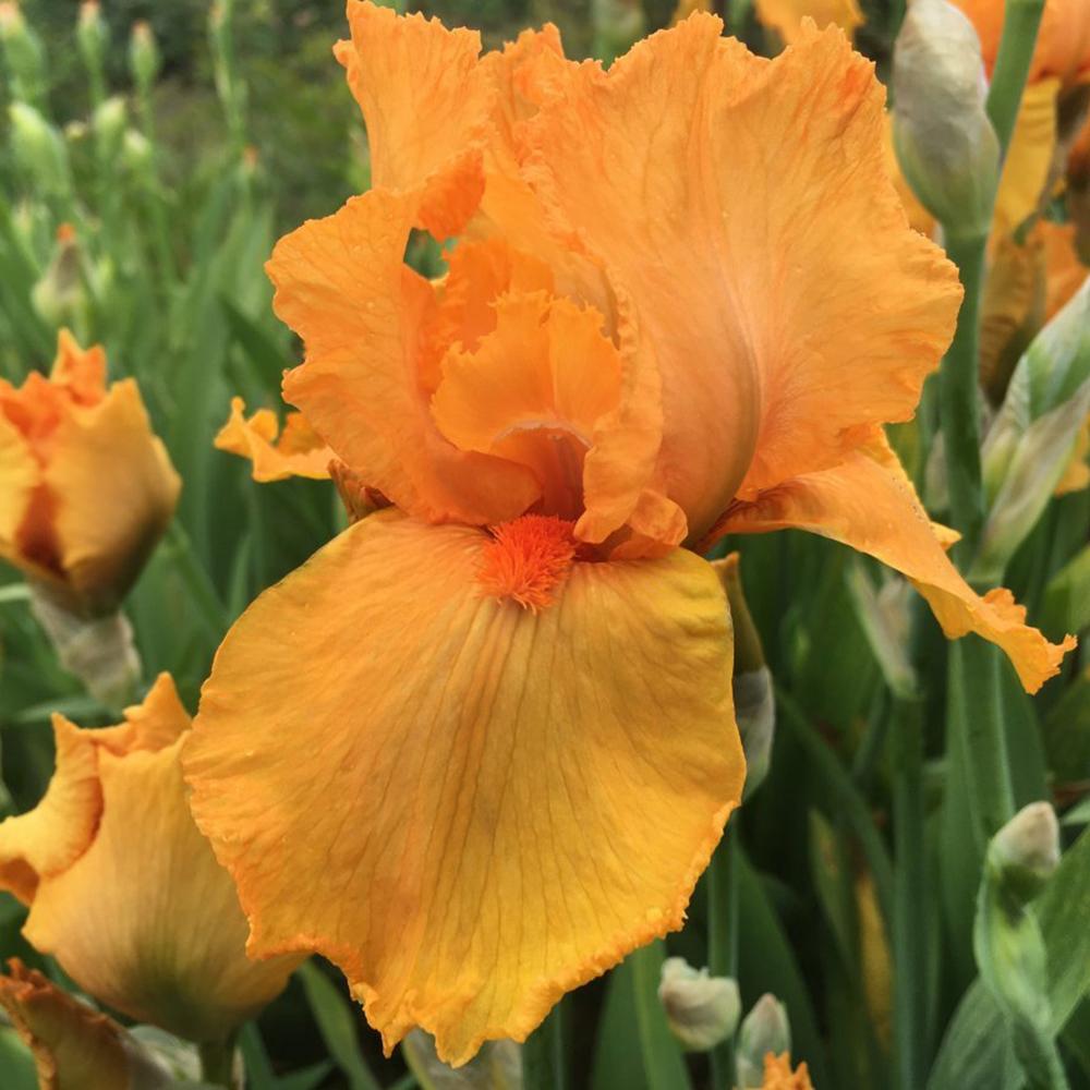 Iris Germanica (Stanjenel) Feu Du Ciel