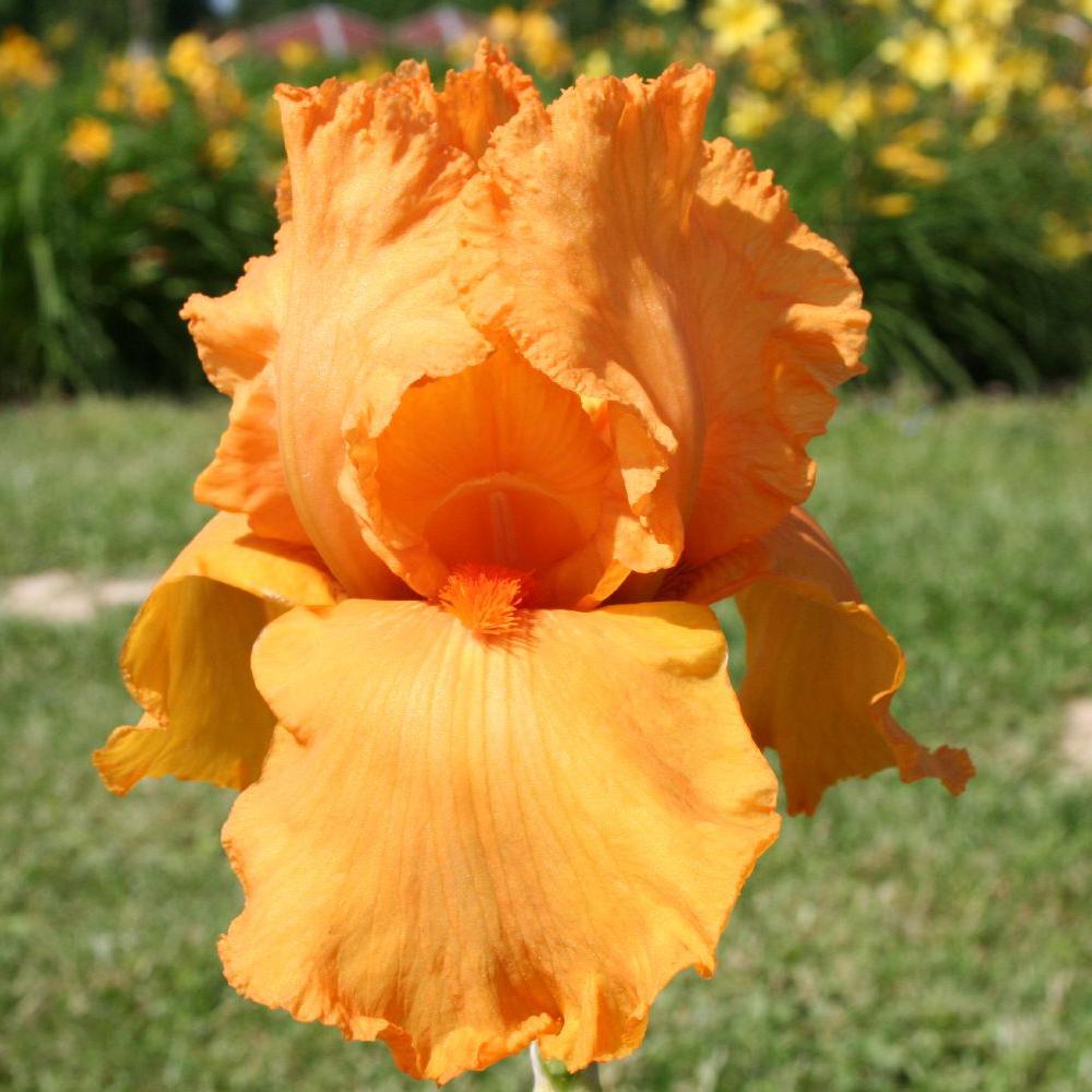 Iris Germanica (Stanjenel) Feu Du Ciel