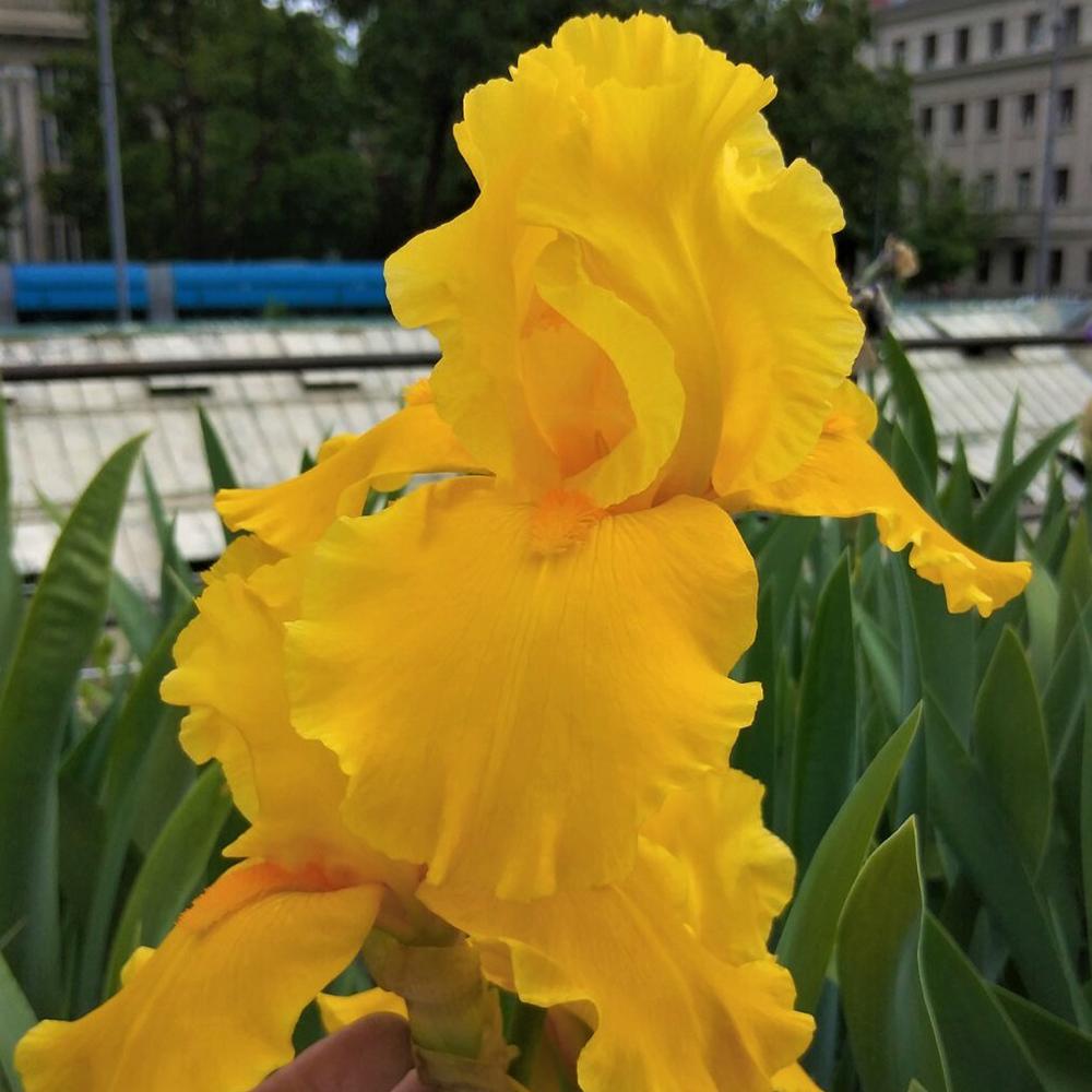 Iris Germanica (Stanjenel) Goldfacke