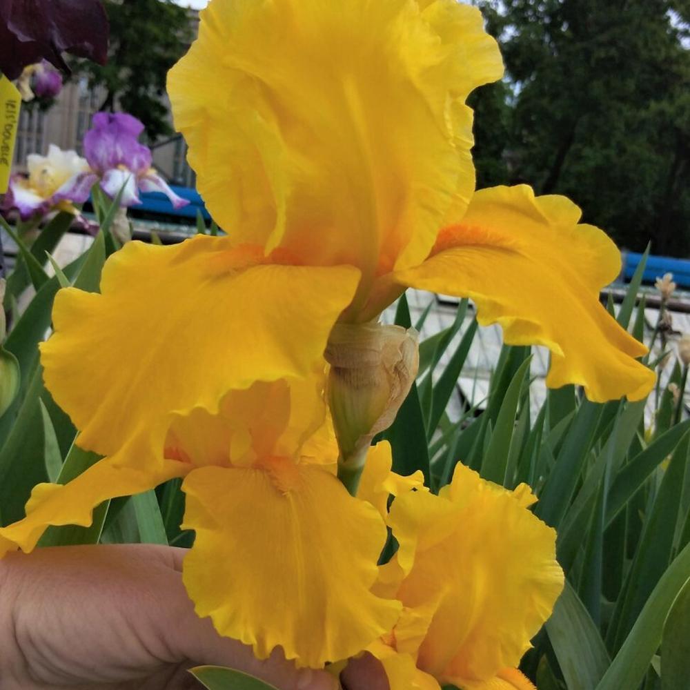 Iris Germanica (Stanjenel) Goldfacke