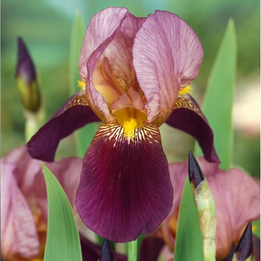 Iris Germanica (Stanjenel) Indian Chief, cu flori bronz-rosiatice