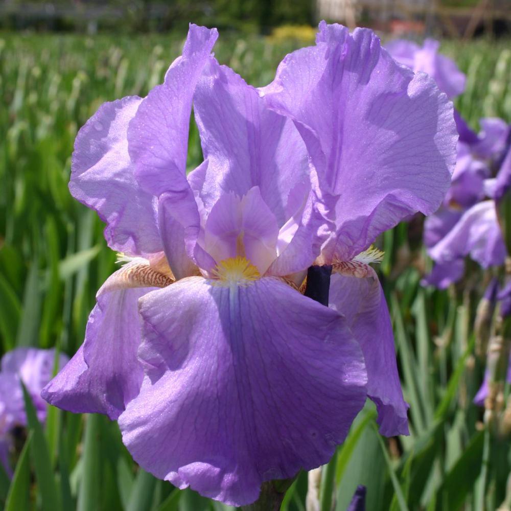 Iris Germanica (Stanjenel) Lovely Again