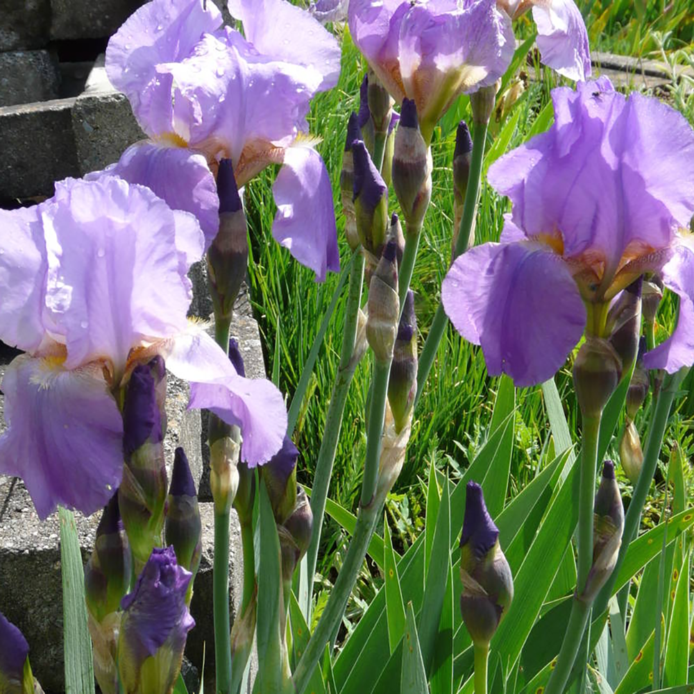 Iris Germanica (Stanjenel) Lovely Again