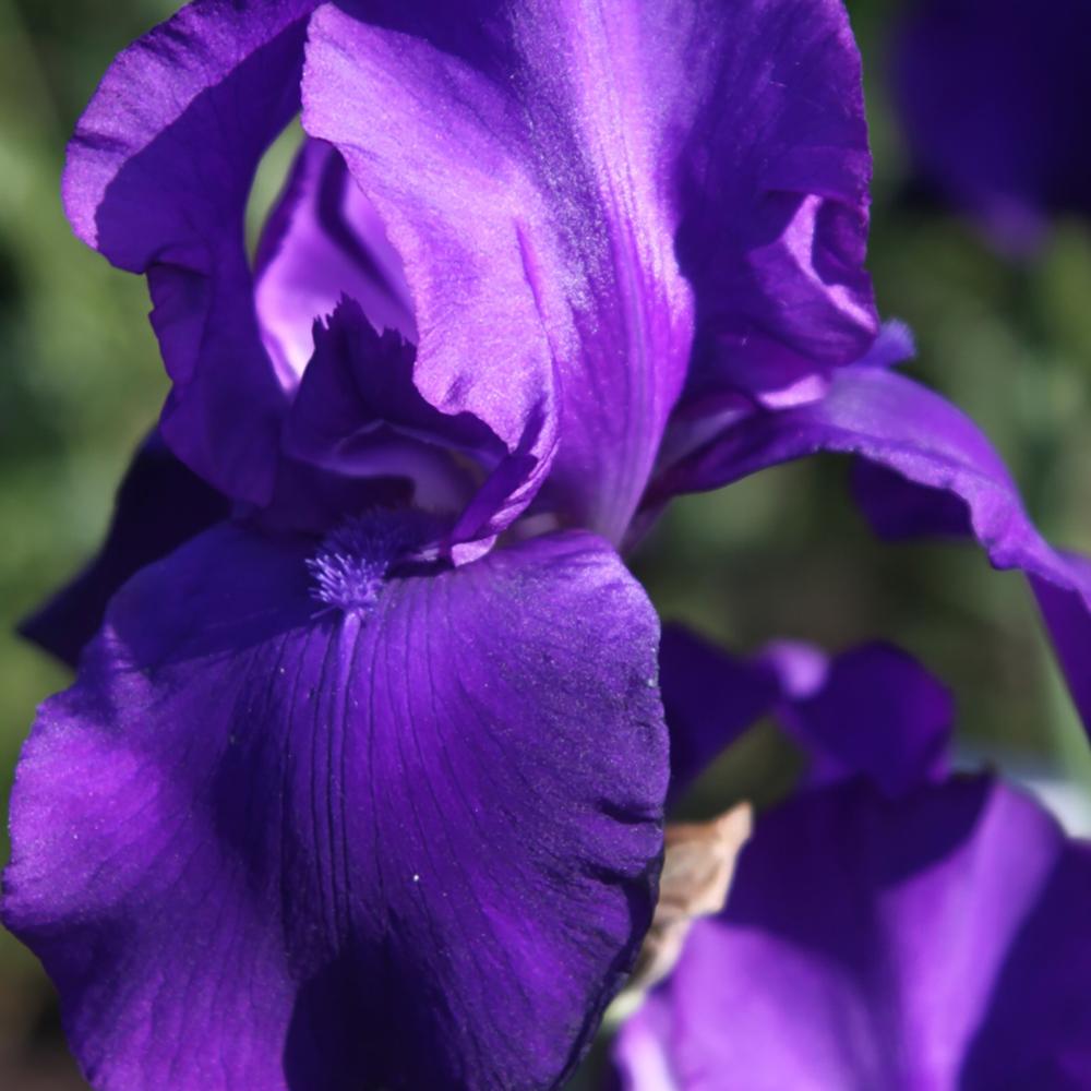 Iris Germanica (Stanjenel) Matinata