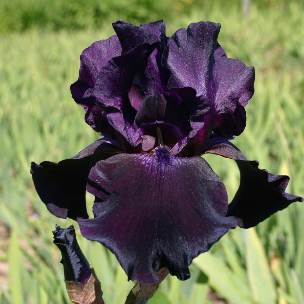 Iris Germanica (Stanjenel) Superstition, cu flori violet-inchis