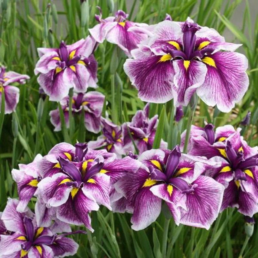 Iris Germanica Mov-Alb (Stanjenel) Harlequinesque