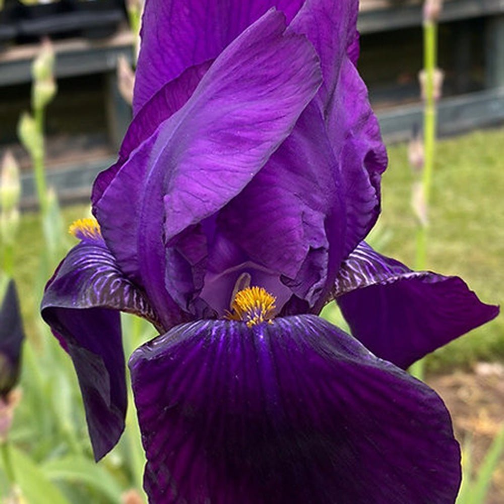 Iris Germanica (Stanjenel) Bishop's Robe - Bulb Plantat In Ghiveci
