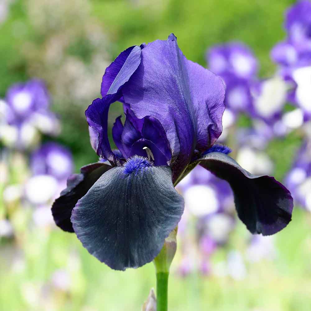 Iris Germanica (Stanjenel) Black Swan - Bulb Plantat In Ghiveci