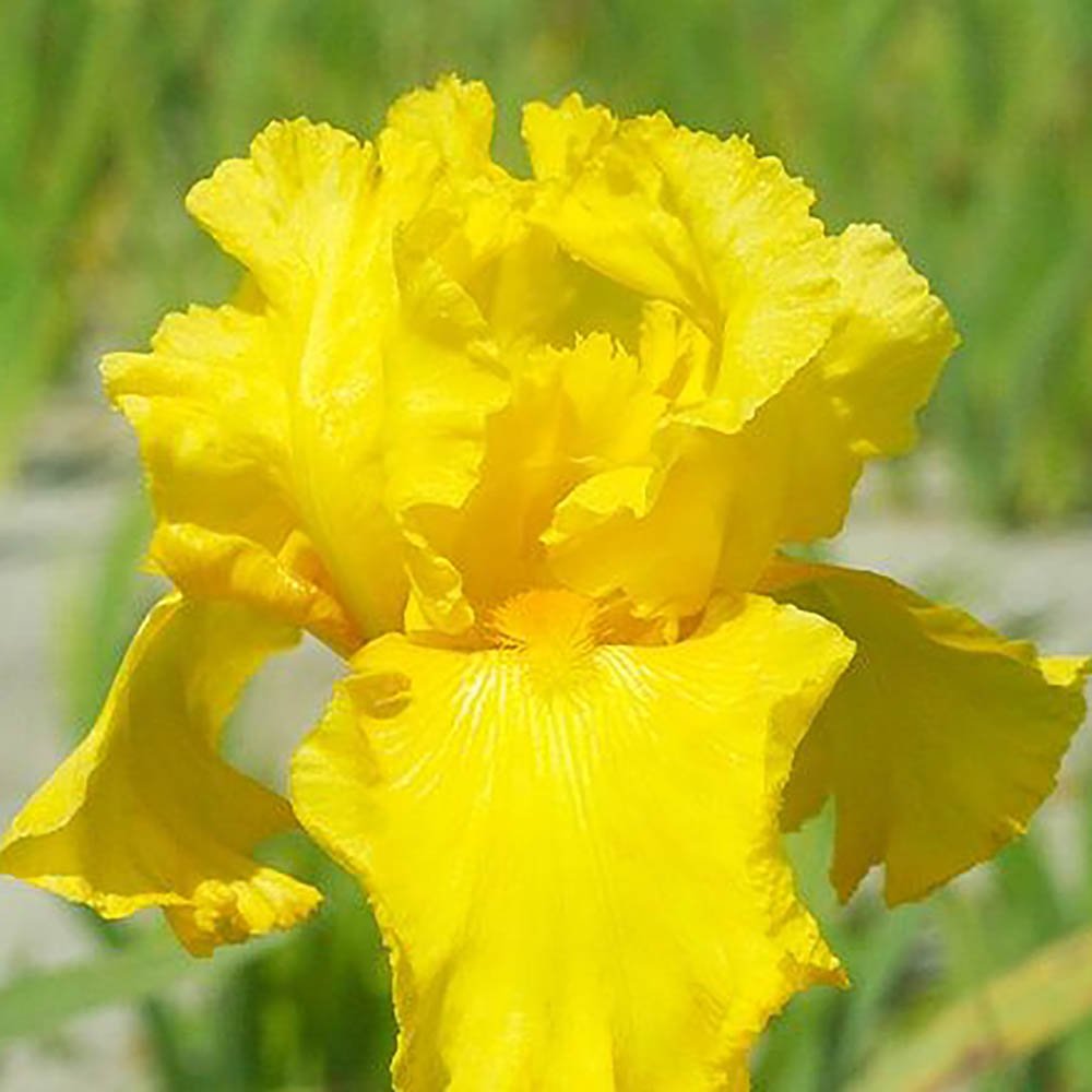 Iris Germanica (Stanjenel) Burning Bright - Bulb Plantat In Ghiveci