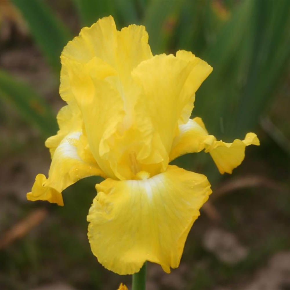 Iris Germanica (Stanjenel) Burning Bright - Bulb Plantat In Ghiveci