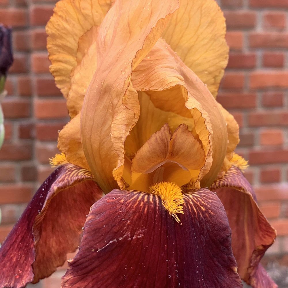 Iris Germanica (Stanjenel) Caligula - Bulb Plantat In Ghiveci