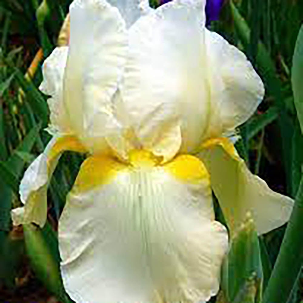 Iris Germanica (Stanjenel) Christmas Angel - Bulb Plantat In Ghiveci