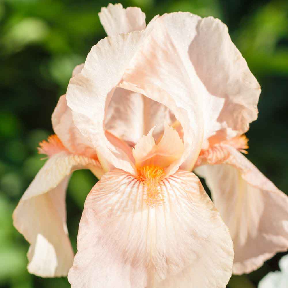 Iris Germanica (Stanjenel) Constant Wattez - Bulb Plantat In Ghiveci