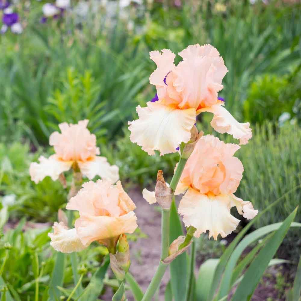 Iris Germanica (Stanjenel) Constant Wattez - Bulb Plantat In Ghiveci