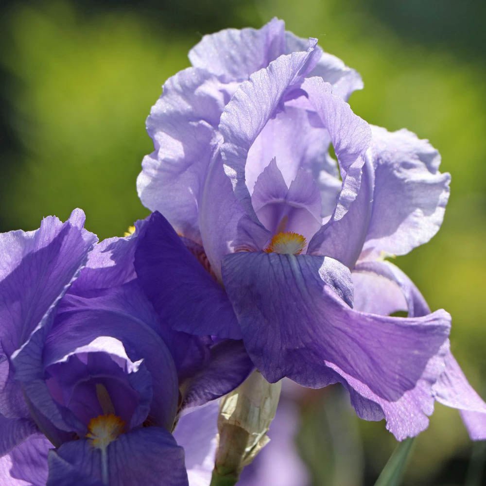 Iris Germanica (Stanjenel) Empress Of India, cu flori violet-deschis