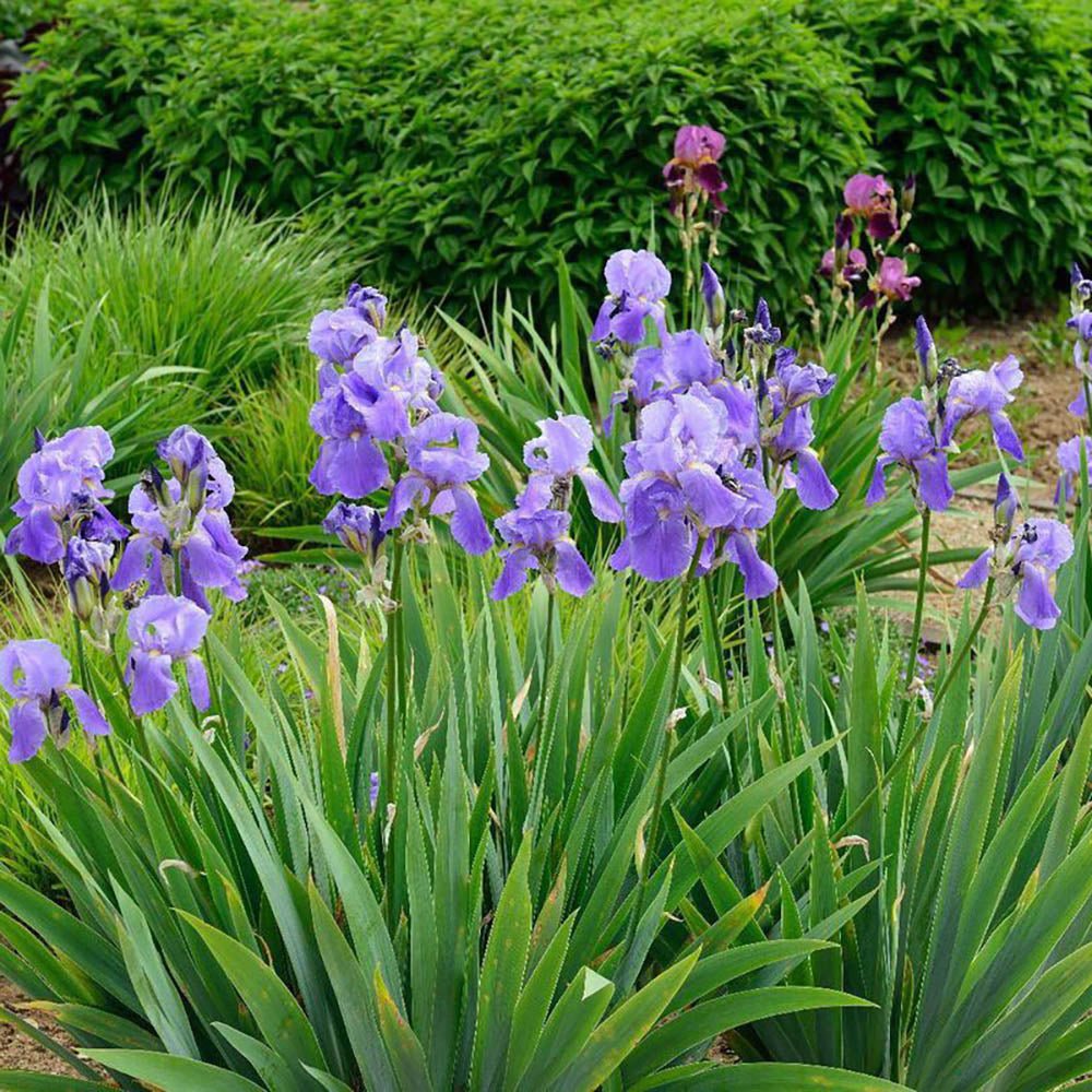 Iris Germanica (Stanjenel) Empress Of India, cu flori violet-deschis