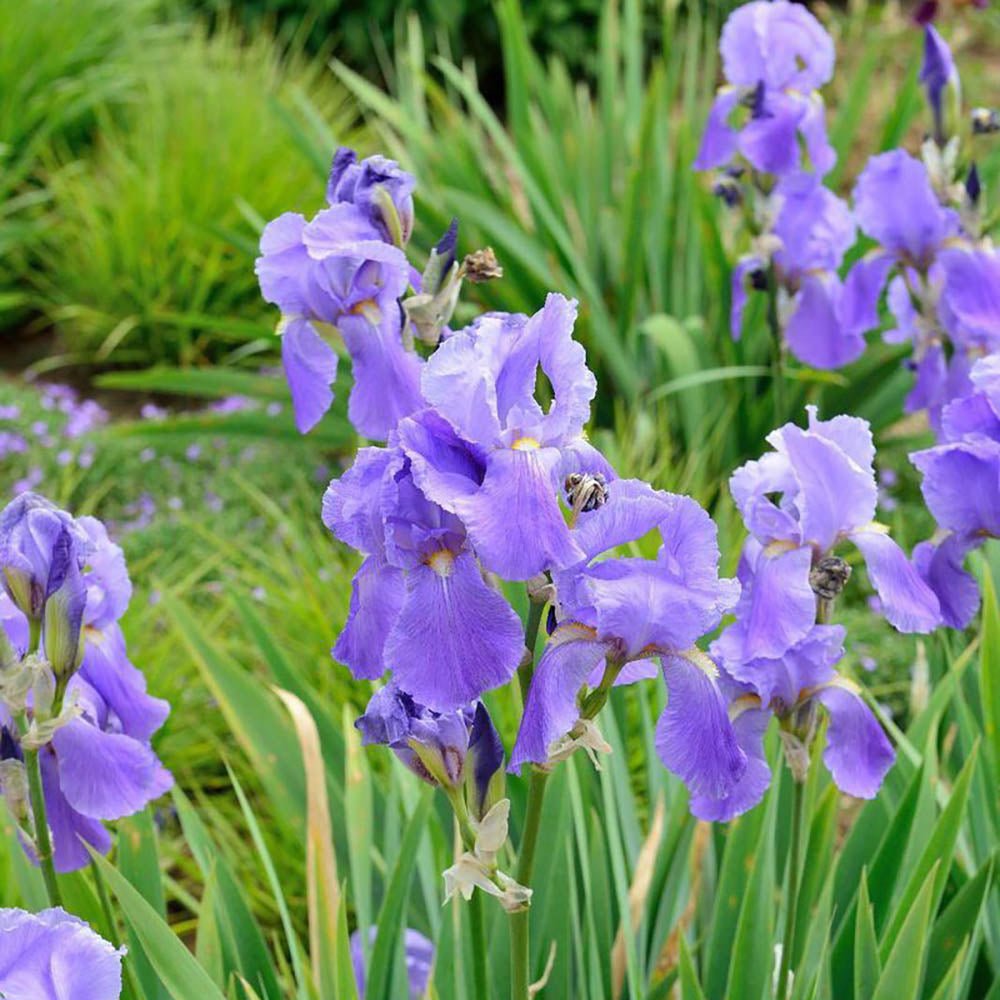 Iris Germanica (Stanjenel) Empress Of India, cu flori violet-deschis