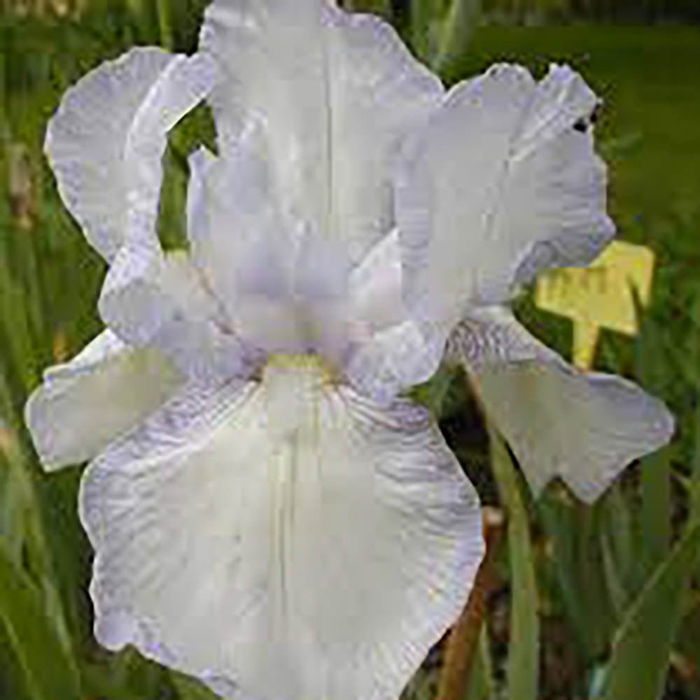 Iris Germanica (Stanjenel) English Cottage - Bulb Plantat In Ghiveci
