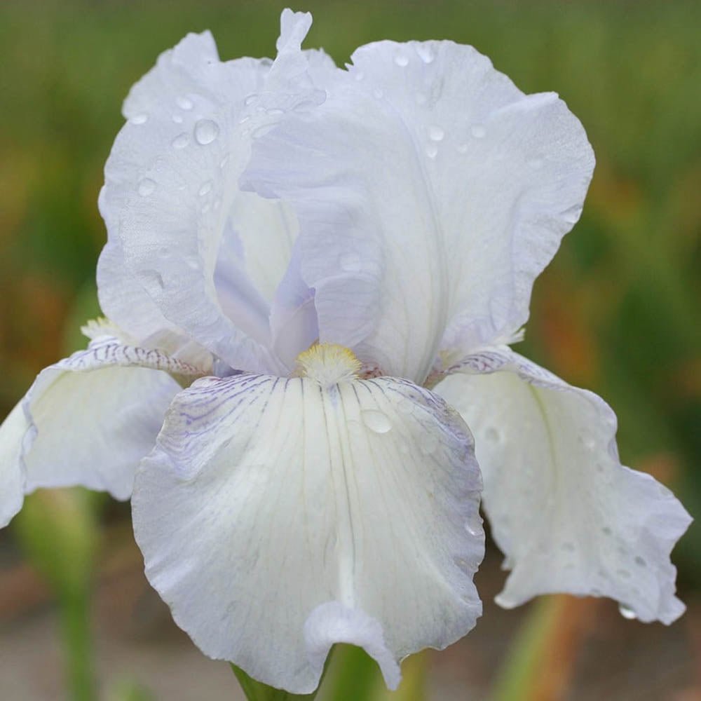 Iris Germanica (Stanjenel) English Cottage - Bulb Plantat In Ghiveci