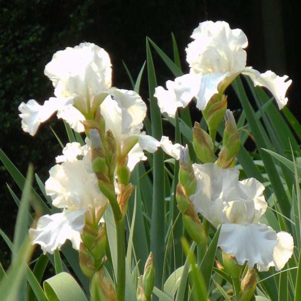 Iris Germanica (Stanjenel) Immortality - Bulb Plantat In Ghiveci
