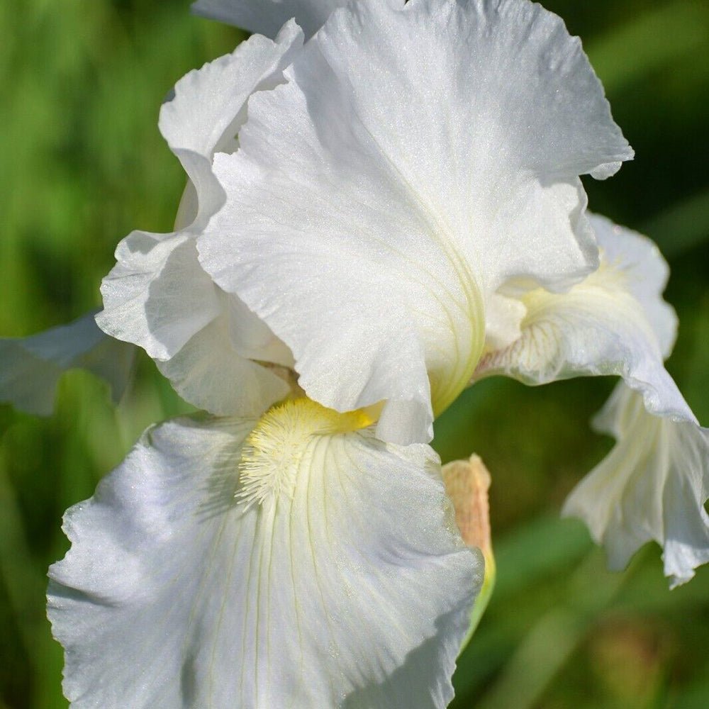 Iris Germanica (Stanjenel) Immortality - Bulb Plantat In Ghiveci