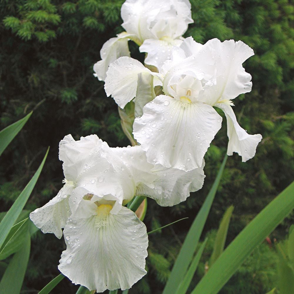 Iris Germanica (Stanjenel) Immortality - Bulb Plantat In Ghiveci