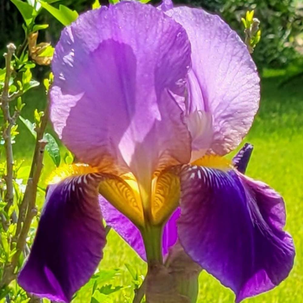 Iris Germanica (Stanjenel) Lent A. Williamson