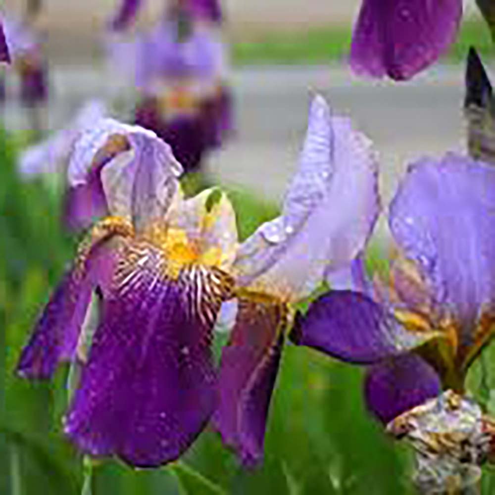 Iris Germanica (Stanjenel) Lent A. Williamson