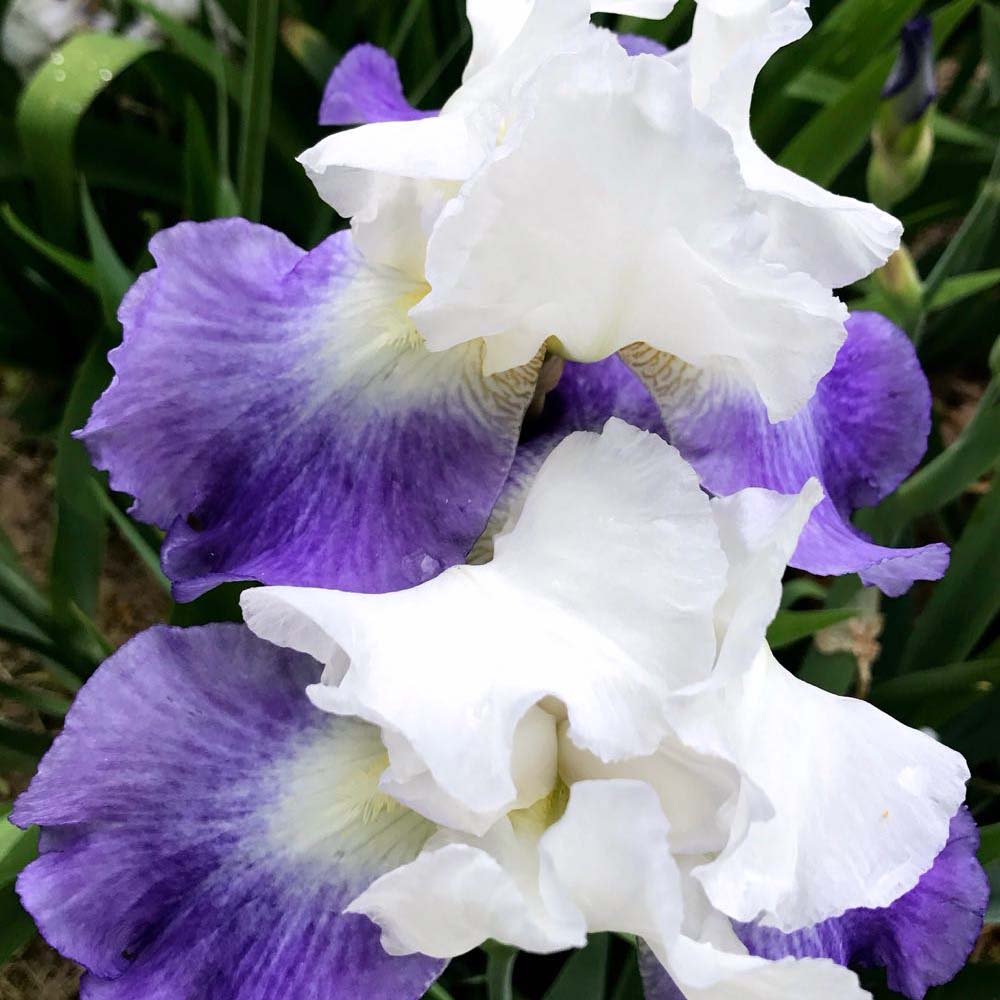 Iris Germanica (Stanjenel) Mission Ridge - Bulb Plantat In Ghiveci