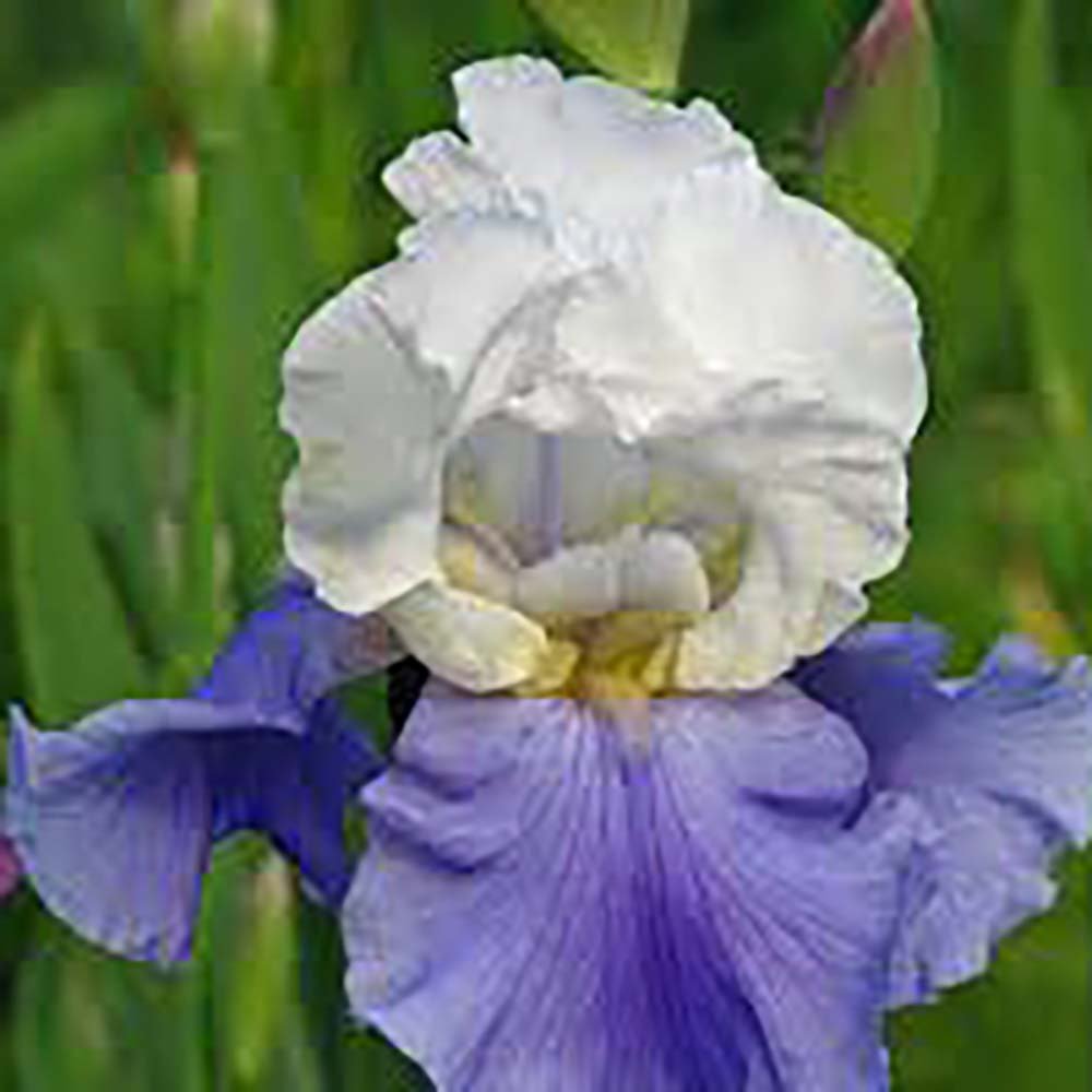 Iris Germanica (Stanjenel) Mission Ridge - Bulb Plantat In Ghiveci