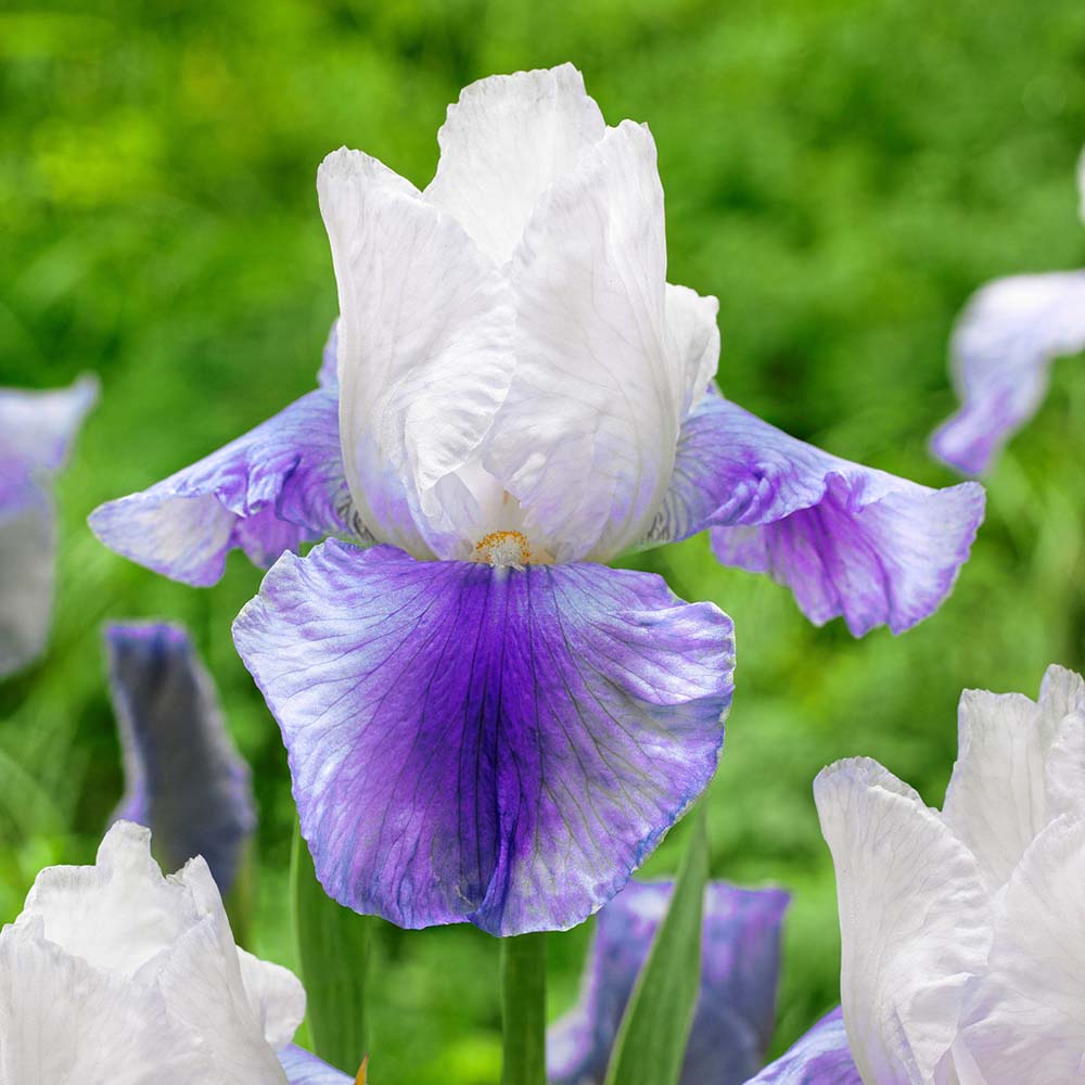 Iris Germanica (Stanjenel) Mission Ridge - Bulb Plantat In Ghiveci
