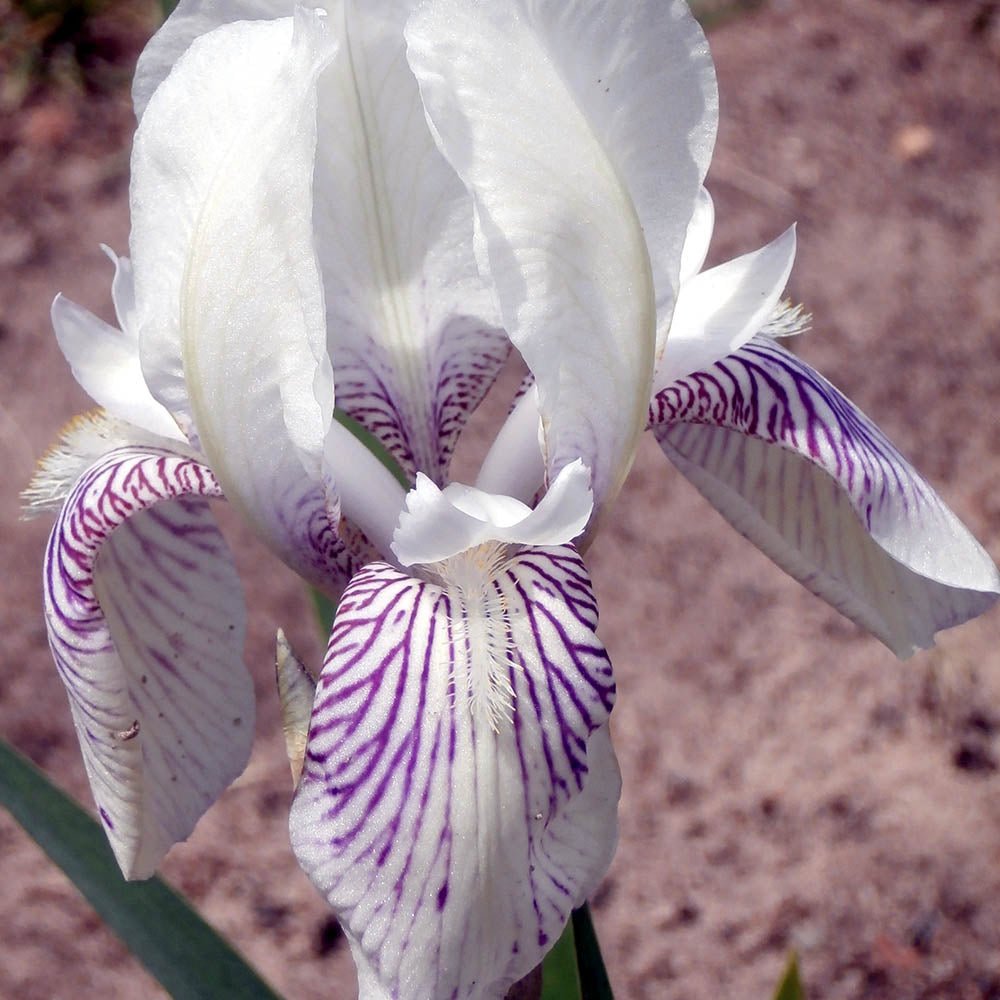 Iris Germanica (Stanjenel) Mrs Horace Darwin - Bulb Plantat In Ghiveci